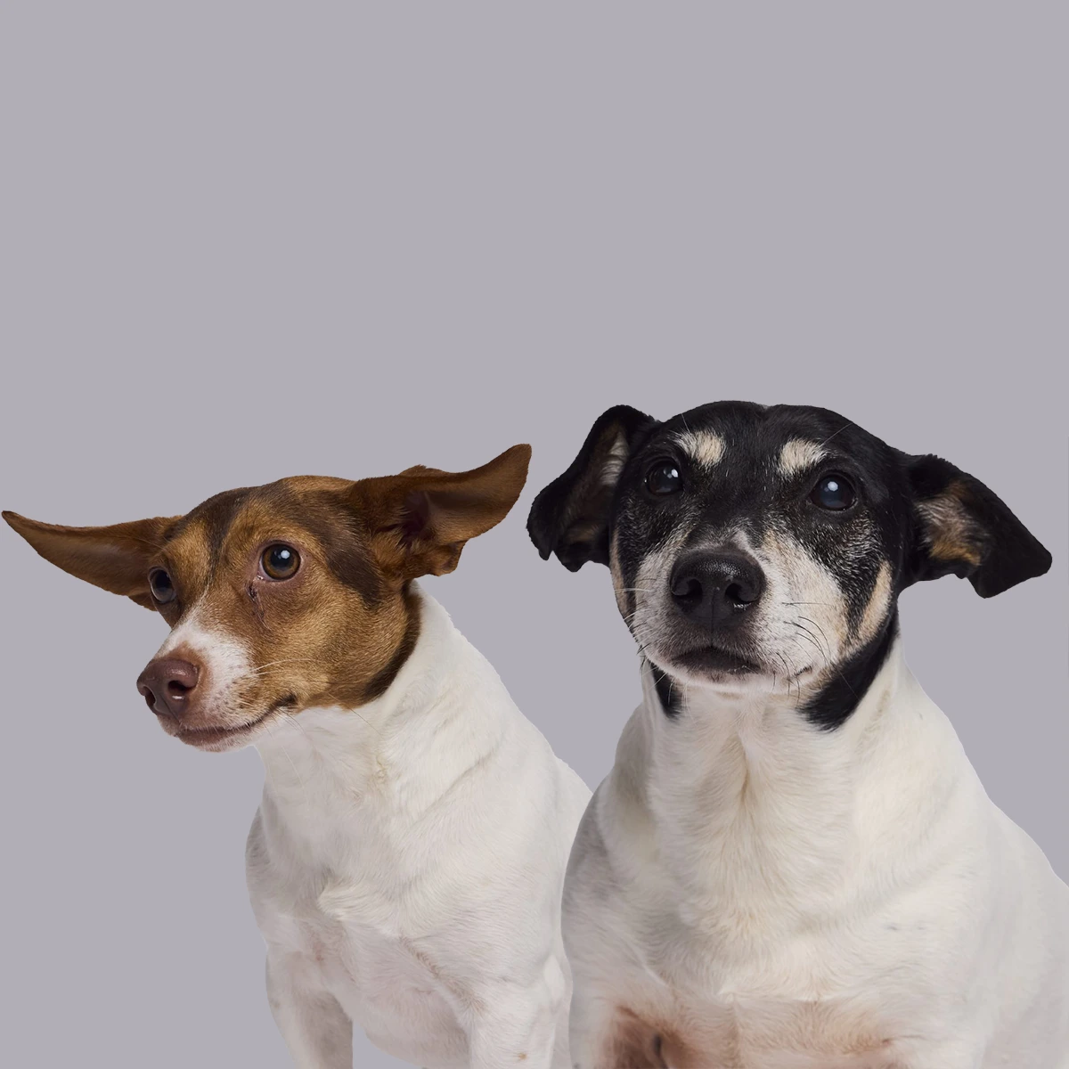 iopc hondjes